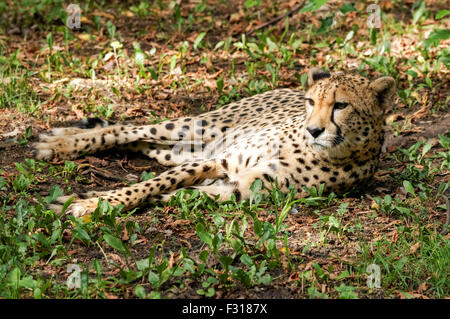 Nahaufnahme von Gepard (Acinonyx jubatus) Stockfoto