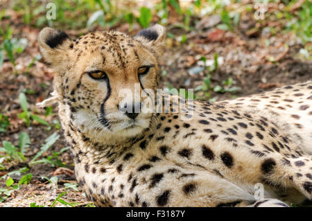 Nahaufnahme von Gepard (Acinonyx jubatus) Stockfoto