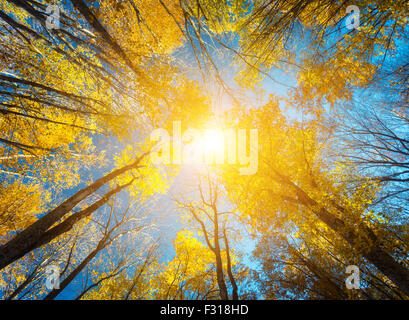 Herbstlichen Wald. Bäume-Muster. Der blaue Himmel blickte. Natur-Hintergrund Stockfoto