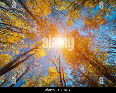 Herbstlichen Wald. Bäume-Muster. Der blaue Himmel blickte. Natur-Hintergrund Stockfoto