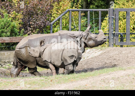 Das Panzernashorn (Rhinoceros Unicornis) am Zoo Warschau Stockfoto