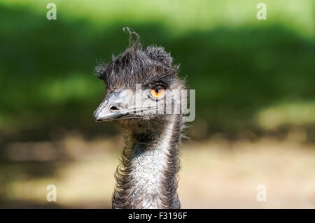 Nahaufnahme der emu (Dromaius novaehollandiae) Stockfoto