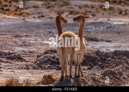 Vikunjas Beweidung im Hochland von Chile Stockfoto