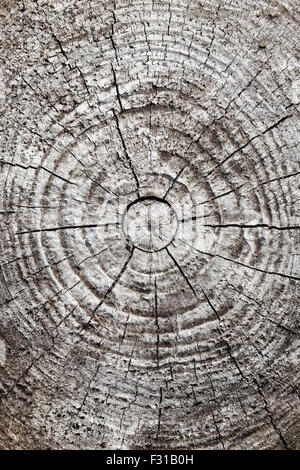 Runde Anordnung der alten grau Holzscheit Abschnitt Stockfoto