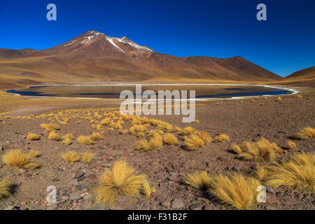 Laguna Miniques (Atacama, Chile) Stockfoto
