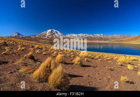 Laguna Miscanti Stockfoto