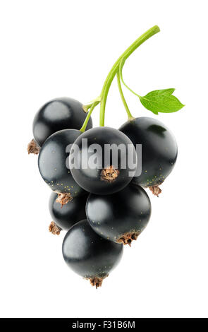 Schwarze Johannisbeeren, isoliert auf weiss Stockfoto