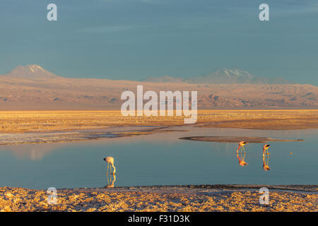 Flamingos in der Lagune Chaxa bei Sonnenuntergang (Phoenicopterus) Stockfoto