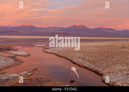 Flamingos in der Lagune Chaxa bei Sonnenuntergang (Phoenicopterus) Stockfoto