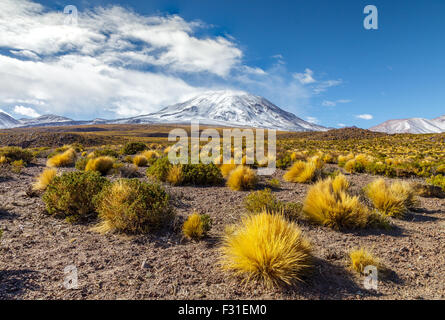 Typische Vegetation der Atacama Region mit Vulkan Lascar im Hintergrund Stockfoto