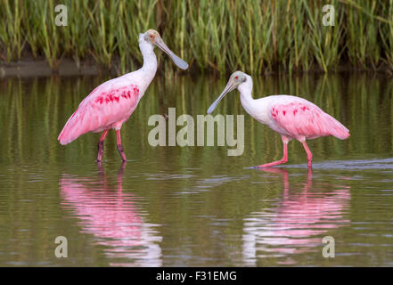 Rosigen Spoonbils (Platalea Ajaja) in einem flachen Gezeiten Sumpf, Galveston, Texas, USA. Stockfoto