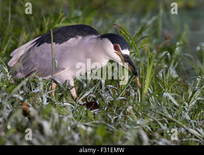 Schwarz-gekrönter Nachtreiher (Nycticorax Nycticorax) in der Morgen-Dämmerung auf Nahrungssuche in den Sumpf, Brazos Bend State Park, Needville, Texa Stockfoto