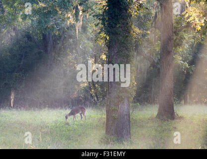 Weiß - angebundene Rotwild (Odocoileus Virginianus) am nebligen Morgen in den Wald, Brazos Bend State Park, Needville, Texas, USA. Stockfoto