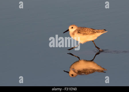 Sanderling (Calidris Alba), die entlang der Ozeanstrand bei Sonnenuntergang, Galveston, Texas, USA. Stockfoto