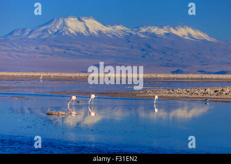 Flamingos in der Lagune Chaxa bei Sonnenuntergang Stockfoto