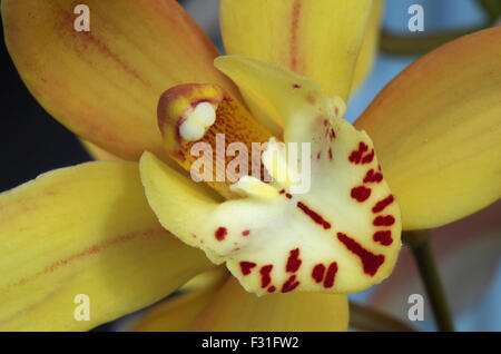 Gelbe Cymbidium Orchidee Stockfoto