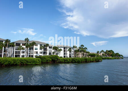 Stuart Florida, Hutchinson Barrier Island Marriott Beach Resort & Marina, Hotel, Indian River Lagoon, Ferienwohnungen, Red Mangrove, Rhizophora Mangle, w Stockfoto