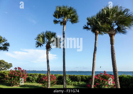 Stuart Florida, Hutchinson Barrier Island Marriott Beach Resort & Marina, Hotel, Indian River Lagoon, sabal Palmen, Natur, Natur, Landschaft, FL150415045 Stockfoto