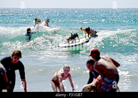 Huntington Beach, Kalifornien, USA. 27. Sep, 2015. Als ob Hunde Surfen war nicht hart genug, fahren diese beiden Tandem. Hunde aus der ganzen Welt treffen die Wellen zum Surfen im Surf City Surf Dog® Surf Contest am Hundestrand in Huntington Beach, CA am Sonntag, 27. September 2015 statt. Bildnachweis: Benjamin Ginsberg/Alamy Live-Nachrichten Stockfoto