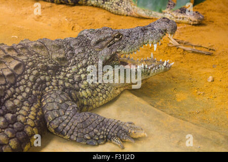 riesige Nil-Krokodil mit seinem riesigen offenen Mund (Crocodylus Niloticus) Stockfoto