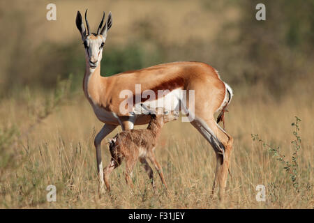 Springbock Antilope (Antidorcas Marsupialis) mit Neugeborenen Lamm, Südafrika Stockfoto