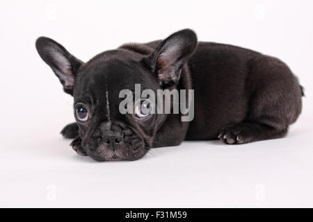 Süße französische Bulldogge Welpen auf weißem Hintergrund Stockfoto