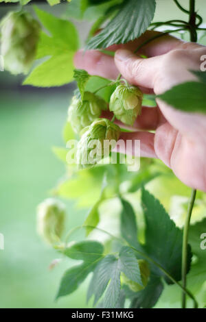 Hop Ernte. Hopfenzapfen hob die Hand. Hop Plan Humulus Lupulus Magnum. Selektiven Fokus. Kopieren Sie Raum. Stockfoto