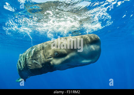 Pottwal (Physeter Macrocephalus) in der Nähe der Wasseroberfläche, Azoren, Portugal Stockfoto
