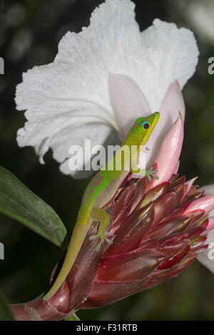 Goldstaub-Taggecko (Phelsuma Laticauda) in Ankify, Norden von Madagaskar, Madagaskar Stockfoto