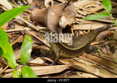 Madagaskar geringelt Eidechse (Zonosaurus Madagascariensis), unter Laub, Antongil Bay, Nosy Mangabe, Madagaskar Stockfoto