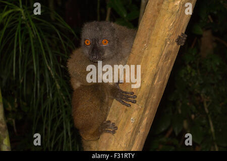 Gescheckte Lemur (Eulemur Albifrons), Weiblich, in den Regenwald, Antongil Bay, Nosy Mangabe, Madagaskar Stockfoto