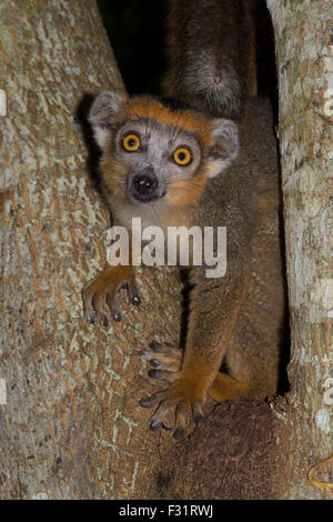 Gekrönte Lemur (Eulemur Coronatus), Weibchen auf einem Baum, nordöstlichen Madagaskar Madagaskar Stockfoto