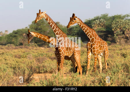 Retikuliert Giraffen (Giraffa Reticulata Plancius), Samburu National Reserve, Kenia Stockfoto