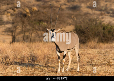 Ostafrikanische Oryx (Oryx Beisa), Samburu National Reserve, Kenia Stockfoto