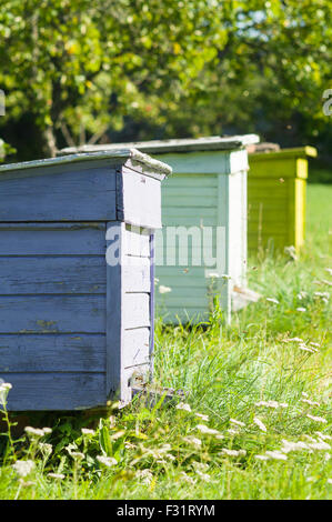 Drei bunte Bienenstöcke in einer Reihe, Bienenhaus vertikale Ansicht Stockfoto