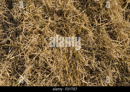 Trockenes Heu Closeup, natürliche Stroh Hintergrund Stockfoto