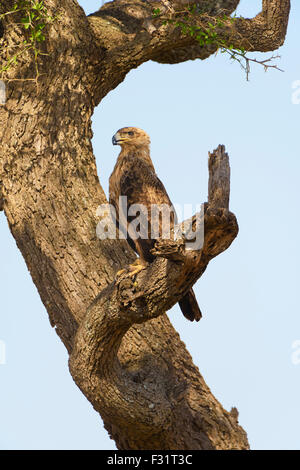 Tawny Adler (Aquila Rapax), sitzt auf einem Baum, Masai Mara National Reserve, Narok County, Kenia Stockfoto