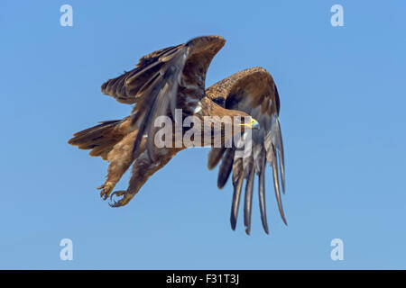 Tawny Adler (Aquila Rapax), in Narok County Flug, Masai Mara National Reserve, Kenia Stockfoto