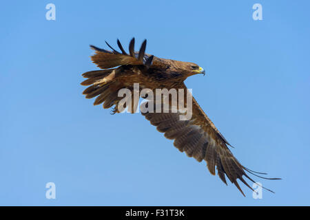 Tawny Adler (Aquila Rapax), in Narok County Flug, Masai Mara National Reserve, Kenia Stockfoto