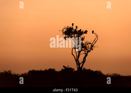 Silhouette, Baum mit Geier am Narok County Sonnenuntergang, Masai Mara National Reserve, Kenia Stockfoto