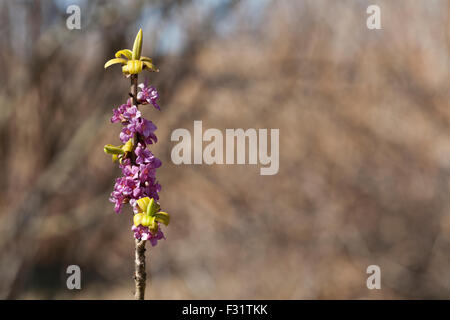 Februar Daphne, Daphne Mezereum, Wolfsmilch Lorbeer oder Olive Wolfsmilch. Daphne Mezereum ist sehr giftig! Vor allem Beeren und Zweige. Stockfoto