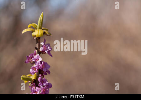 Februar Daphne, Daphne Mezereum, Wolfsmilch Lorbeer oder Olive Wolfsmilch. Daphne Mezereum ist sehr giftig! Vor allem Beeren und Zweige. Stockfoto