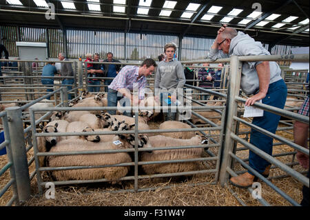 Llandovery, Wales, UK. 27. Sep, 2015. Bauern versammelt, um kaufen und verkaufen Preis Schafe auf die Llandovery Schafe Auktionen nur einmal im Jahr. Das Schaf Festival fand auch, geben einen Einblick Walisisch Landwirtschaft für alle Altersgruppen. Bildnachweis: roger tiley/Alamy Live-Nachrichten Stockfoto