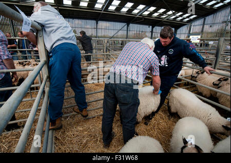 Llandovery, Wales, UK. 27. Sep, 2015. Bauern versammelt, um kaufen und verkaufen Preis Schafe auf die Llandovery Schafe Auktionen nur einmal im Jahr. Das Schaf Festival fand auch, geben einen Einblick Walisisch Landwirtschaft für alle Altersgruppen. Bildnachweis: roger tiley/Alamy Live-Nachrichten Stockfoto