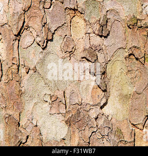 in England London alte Rinde und abstrakt Holzstruktur Stockfoto