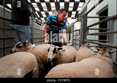 Llandovery, Wales, UK. 27. Sep, 2015. Bauern versammelt, um kaufen und verkaufen Preis Schafe auf die Llandovery Schafe Auktionen nur einmal im Jahr. Das Schaf Festival fand auch, geben einen Einblick Walisisch Landwirtschaft für alle Altersgruppen. Bildnachweis: roger tiley/Alamy Live-Nachrichten Stockfoto