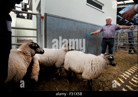 Llandovery, Wales, UK. 27. Sep, 2015. Bauern versammelt, um kaufen und verkaufen Preis Schafe auf die Llandovery Schafe Auktionen nur einmal im Jahr. Das Schaf Festival fand auch, geben einen Einblick Walisisch Landwirtschaft für alle Altersgruppen. Bildnachweis: roger tiley/Alamy Live-Nachrichten Stockfoto