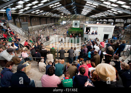 Llandovery, Wales, UK. 27. Sep, 2015. Bauern versammelt, um kaufen und verkaufen Preis Schafe auf die Llandovery Schafe Auktionen nur einmal im Jahr. Das Schaf Festival fand auch, geben einen Einblick Walisisch Landwirtschaft für alle Altersgruppen. Bildnachweis: roger tiley/Alamy Live-Nachrichten Stockfoto