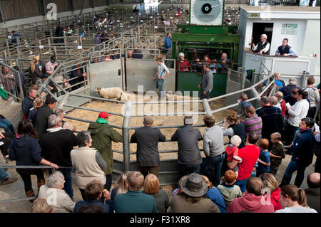 Llandovery, Wales, UK. 27. Sep, 2015. Bauern versammelt, um kaufen und verkaufen Preis Schafe auf die Llandovery Schafe Auktionen nur einmal im Jahr. Das Schaf Festival fand auch, geben einen Einblick Walisisch Landwirtschaft für alle Altersgruppen. Bildnachweis: roger tiley/Alamy Live-Nachrichten Stockfoto