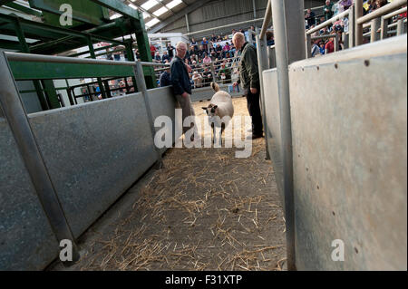 Llandovery, Wales, UK. 27. Sep, 2015. Bauern versammelt, um kaufen und verkaufen Preis Schafe auf die Llandovery Schafe Auktionen nur einmal im Jahr. Das Schaf Festival fand auch, geben einen Einblick Walisisch Landwirtschaft für alle Altersgruppen. Bildnachweis: roger tiley/Alamy Live-Nachrichten Stockfoto